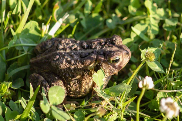 Kurbağa Bitkiler Geniş Çekim — Stok fotoğraf