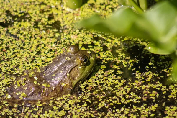 Žába Rybníce Zblízka — Stock fotografie
