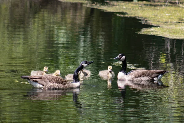 Canadian Geese Family Parents Protecting Young — Stock Photo, Image
