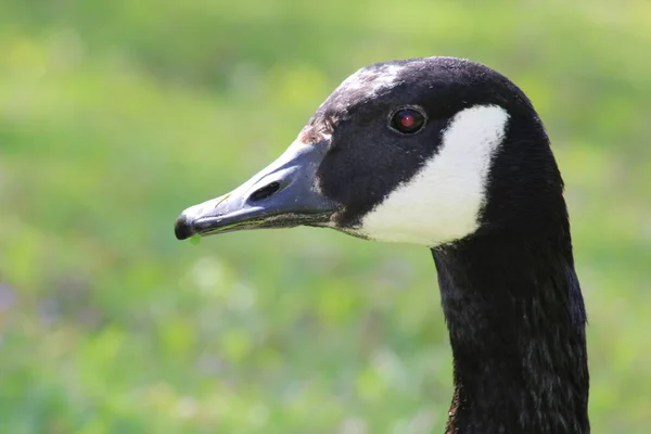 Canadian Goose Head Close Shot — Stock Photo, Image