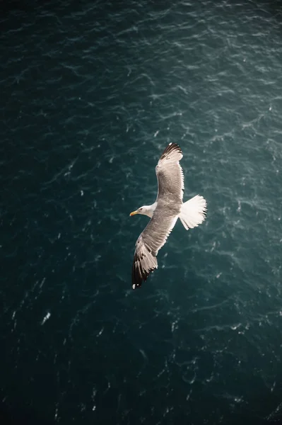 Seagull on the high seas