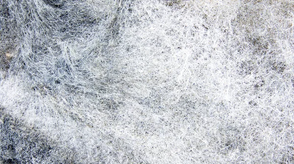 Bir Saksının Içindeki Nemli Toprakta Oluşan Gri Küf Mikrografı — Stok fotoğraf