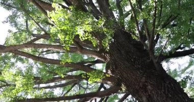 A traditional landscape at Tanashi Shrine in Tokyo. Nishitokyo district Tanashi Tokyo Japan 10.20.2022 This is sacred tree at Japanese shrine. High quality 4k footage