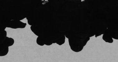 Ink Drops Transition on Black Background 4k Footage Ink Footage Transition White Ink Drops Falling on Black Background. High quality 4k footage