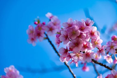 Parkta el kamerasıyla çekilmiş Kawazu kirazı tomurcuklanıyor. Yüksek kalite fotoğraf. Sumida Bölgesi Higashisumida Tokyo Japonya 03.10.2023. Burası Tokyo 'daki Kyunakagawamizube parkı..