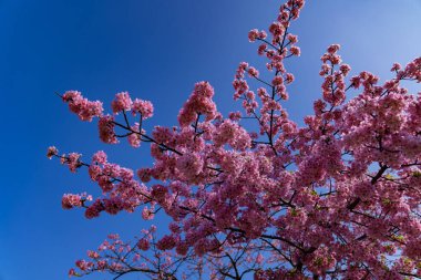 Kawazu parkın uzak köşesinde çiçek açmış kiraz çiçekleri. Yüksek kalite fotoğraf. Sumida Bölgesi Higashisumida Tokyo Japonya 03.10.2023. Burası Tokyo 'daki Kyunakagawamizube parkı..