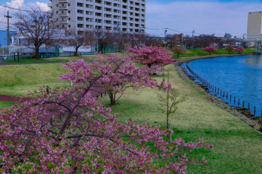 Kawazu parkın geniş açılışında kiraz çiçekleri açar. Yüksek kalite fotoğraf. Sumida Bölgesi Higashisumida Tokyo Japonya 03.10.2023. Burası Tokyo 'daki Kyunakagawamizube parkı..