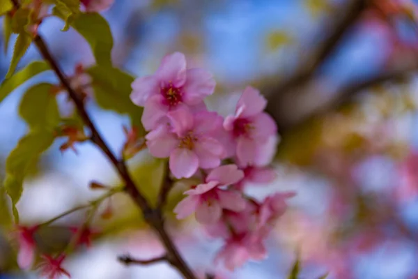 Kawazu Cereja Floresce Plena Floração Parque Close Handheld Foto Alta — Fotografia de Stock