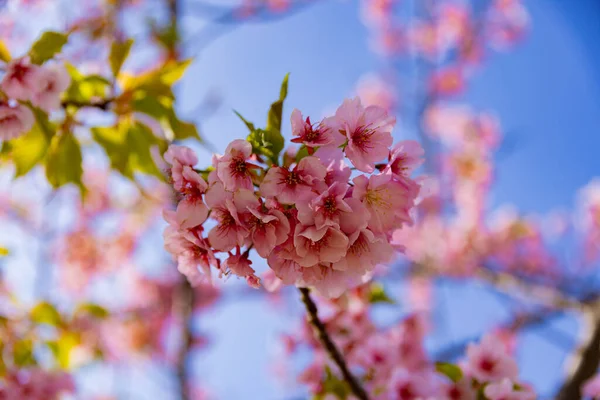 Цвіт Рослини Кавадзу Повному Розквіті Біля Парку Високоякісне Фото Sumida — стокове фото
