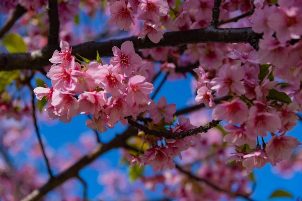 Kawazu Cherry Blossoms Full Bloom Park Close Handheld High Quality — Stock Photo, Image
