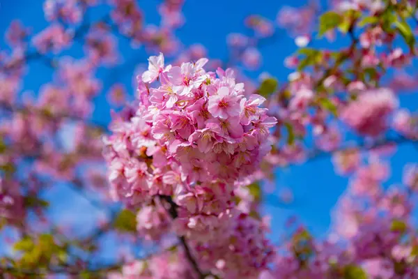 Kawazu樱花盛开在公园里 紧紧抓住手 高质量的照片 日本东京Higashisumida区03 2023 这是东京的Kyunakagawamizube公园 — 图库照片