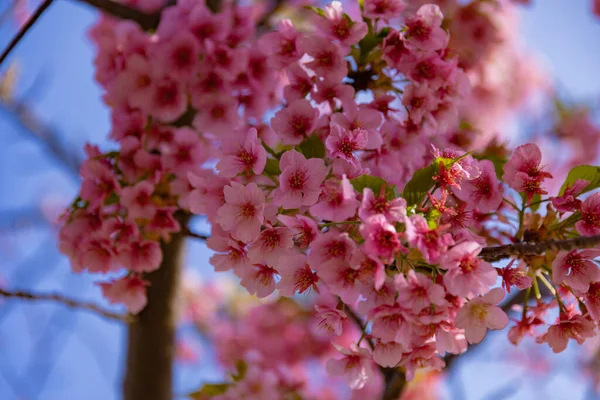 Kawazu Cereja Floresce Plena Floração Parque Close Handheld Foto Alta — Fotografia de Stock