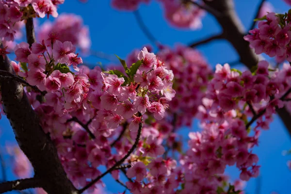 Kawazu樱花盛开在公园里 紧紧抓住手 高质量的照片 日本东京Higashisumida区03 2023 这是东京的Kyunakagawamizube公园 — 图库照片