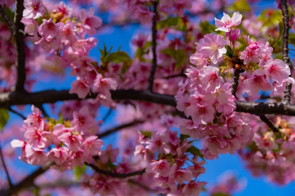 Kawazu Cherry Blossoms Full Bloom Park Close Handheld High Quality — Stock Photo, Image