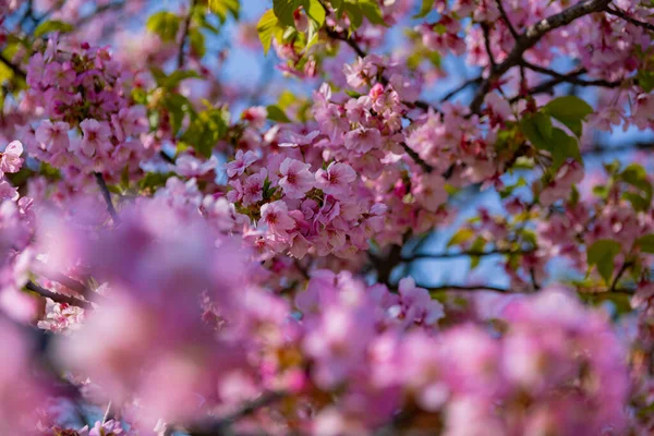Цвіт Рослини Кавадзу Повному Розквіті Біля Парку Високоякісне Фото Sumida — стокове фото