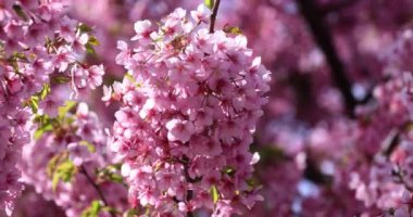 Kawazu parkta çiçek açan kiraz çiçekleri gibi. Yüksek kalite 4K görüntü. Sumida Bölgesi Higashisumida Tokyo Japonya 03.10.2023. Burası Tokyo 'daki Kyunakagawamizube parkı..