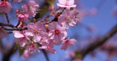 Kawazu parkta çiçek açan kiraz çiçekleri gibi. Yüksek kalite 4K görüntü. Sumida Bölgesi Higashisumida Tokyo Japonya 03.10.2023. Burası Tokyo 'daki Kyunakagawamizube parkı..