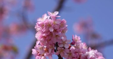 Kawazu parkta çiçek açan kiraz çiçekleri gibi. Yüksek kalite 4K görüntü. Sumida Bölgesi Higashisumida Tokyo Japonya 03.10.2023. Burası Tokyo 'daki Kyunakagawamizube parkı..