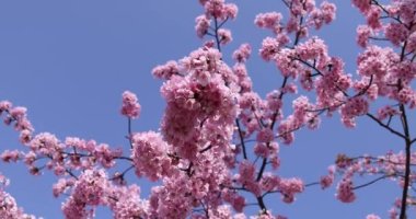 Kawazu parkta çiçek açan kiraz çiçekleri gibi. Yüksek kalite 4K görüntü. Sumida Bölgesi Higashisumida Tokyo Japonya 03.10.2023. Burası Tokyo 'daki Kyunakagawamizube parkı..