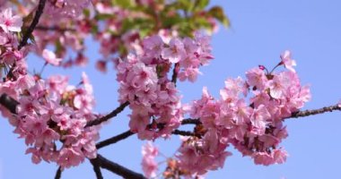 Kawazu parkta çiçek açan kiraz çiçekleri gibi. Yüksek kalite 4K görüntü. Sumida Bölgesi Higashisumida Tokyo Japonya 03.10.2023. Burası Tokyo 'daki Kyunakagawamizube parkı..