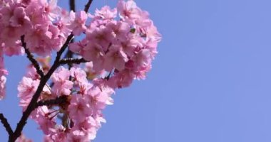 Kawazu parkta çiçek açan kiraz çiçekleri gibi. Yüksek kalite 4K görüntü. Sumida Bölgesi Higashisumida Tokyo Japonya 03.10.2023. Burası Tokyo 'daki Kyunakagawamizube parkı..