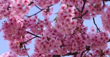 Kawazu parkta çiçek açan kiraz çiçekleri gibi. Yüksek kalite 4K görüntü. Sumida Bölgesi Higashisumida Tokyo Japonya 03.10.2023. Burası Tokyo 'daki Kyunakagawamizube parkı..