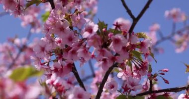 Kawazu parkta çiçek açan kiraz çiçekleri gibi. Yüksek kalite 4K görüntü. Sumida Bölgesi Higashisumida Tokyo Japonya 03.10.2023. Burası Tokyo 'daki Kyunakagawamizube parkı..