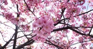 Kawazu parkta çiçek açan kiraz çiçekleri gibi. Yüksek kalite 4K görüntü. Sumida Bölgesi Higashisumida Tokyo Japonya 03.10.2023. Burası Tokyo 'daki Kyunakagawamizube parkı..