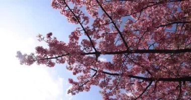 Kawazu parkta çiçek açan kiraz çiçekleri gibi. Yüksek kalite 4K görüntü. Sumida Bölgesi Higashisumida Tokyo Japonya 03.10.2023. Burası Tokyo 'daki Kyunakagawamizube parkı..