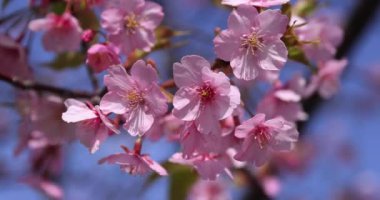 Kawazu parkta çiçek açan kiraz çiçekleri gibi. Yüksek kalite 4K görüntü. Sumida Bölgesi Higashisumida Tokyo Japonya 03.10.2023. Burası Tokyo 'daki Kyunakagawamizube parkı..