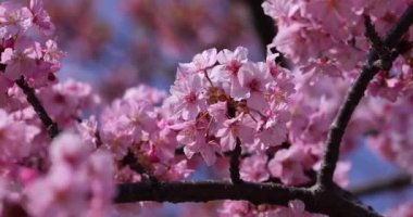 Kawazu parkta çiçek açan kiraz çiçekleri gibi. Yüksek kalite 4K görüntü. Sumida Bölgesi Higashisumida Tokyo Japonya 03.10.2023. Burası Tokyo 'daki Kyunakagawamizube parkı..
