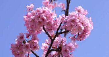 Kawazu parkta çiçek açan kiraz çiçekleri gibi. Yüksek kalite 4K görüntü. Sumida Bölgesi Higashisumida Tokyo Japonya 03.10.2023. Burası Tokyo 'daki Kyunakagawamizube parkı..