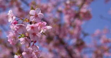 Kawazu parkta çiçek açan kiraz çiçekleri gibi. Yüksek kalite 4K görüntü. Sumida Bölgesi Higashisumida Tokyo Japonya 03.10.2023. Burası Tokyo 'daki Kyunakagawamizube parkı..