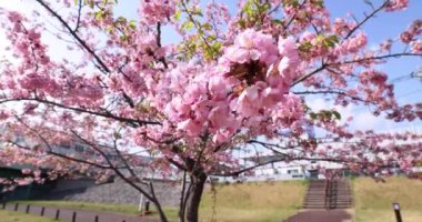 Kawazu parkta çiçek açan kiraz çiçekleri gibi. Yüksek kalite 4K görüntü. Sumida Bölgesi Higashisumida Tokyo Japonya 03.10.2023. Burası Tokyo 'daki Kyunakagawamizube parkı..