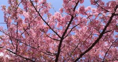 Kawazu parkta çiçek açan kiraz çiçekleri gibi. Yüksek kalite 4K görüntü. Sumida Bölgesi Higashisumida Tokyo Japonya 03.10.2023. Burası Tokyo 'daki Kyunakagawamizube parkı..