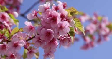 Kawazu parkta çiçek açan kiraz çiçekleri gibi. Yüksek kalite 4K görüntü. Sumida Bölgesi Higashisumida Tokyo Japonya 03.10.2023. Burası Tokyo 'daki Kyunakagawamizube parkı..