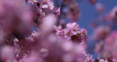 Kawazu parkta çiçek açan kiraz çiçekleri gibi. Yüksek kalite 4K görüntü. Sumida Bölgesi Higashisumida Tokyo Japonya 03.10.2023. Burası Tokyo 'daki Kyunakagawamizube parkı..