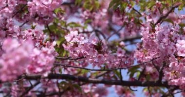 Kawazu parkta çiçek açan kiraz çiçekleri gibi. Yüksek kalite 4K görüntü. Sumida Bölgesi Higashisumida Tokyo Japonya 03.10.2023. Burası Tokyo 'daki Kyunakagawamizube parkı..