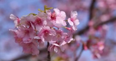 Kawazu parkta çiçek açan kiraz çiçekleri gibi. Yüksek kalite 4K görüntü. Sumida Bölgesi Higashisumida Tokyo Japonya 03.10.2023. Burası Tokyo 'daki Kyunakagawamizube parkı..