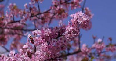 Kawazu parkta çiçek açan kiraz çiçekleri gibi. Yüksek kalite 4K görüntü. Sumida Bölgesi Higashisumida Tokyo Japonya 03.10.2023. Burası Tokyo 'daki Kyunakagawamizube parkı..