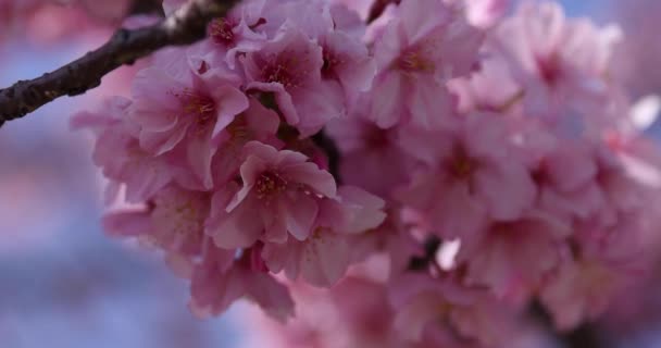 Kawazu Cseresznyevirágzik Parkban Kiváló Minőségű Felvétel Sumida Kerület Higashisumida Tokió — Stock videók