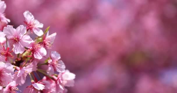 Kawazu Flores Cerezo Plena Floración Parque Imágenes Alta Calidad Distrito — Vídeos de Stock