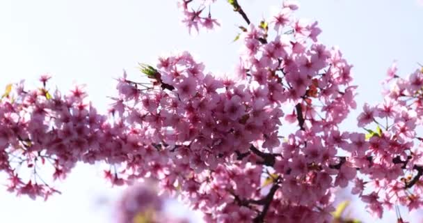 Άνθη Κερασιάς Kawazu Ανθίζουν Στο Πάρκο Υψηλής Ποιότητας Πλάνα Περιφέρεια — Αρχείο Βίντεο