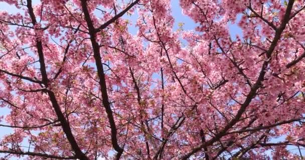 Les Cerisiers Kawazu Fleurissent Pleine Floraison Dans Parc Images Haute — Video