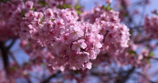 Kawazu Třešňové Květy Plném Květu Parku Kvalitní Záběry Sumida District — Stock video