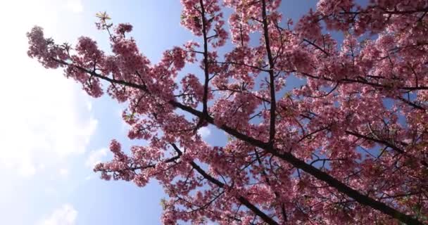 Kawazu Cseresznyevirágzik Parkban Kiváló Minőségű Felvétel Sumida Kerület Higashisumida Tokió — Stock videók