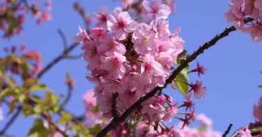 Kawazu parkta çiçek açan kiraz çiçekleri gibi. Yüksek kalite 4K görüntü. Sumida Bölgesi Higashisumida Tokyo Japonya 03.10.2023. Burası Tokyo 'daki Kyunakagawamizube parkı..