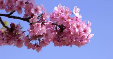 Kawazu parkta çiçek açan kiraz çiçekleri gibi. Yüksek kalite 4K görüntü. Sumida Bölgesi Higashisumida Tokyo Japonya 03.10.2023. Burası Tokyo 'daki Kyunakagawamizube parkı..