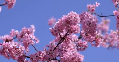 Kawazu parkta çiçek açan kiraz çiçekleri gibi. Yüksek kalite 4K görüntü. Sumida Bölgesi Higashisumida Tokyo Japonya 03.10.2023. Burası Tokyo 'daki Kyunakagawamizube parkı..