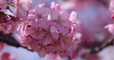 Kawazu parkta çiçek açan kiraz çiçekleri gibi. Yüksek kalite 4K görüntü. Sumida Bölgesi Higashisumida Tokyo Japonya 03.10.2023. Burası Tokyo 'daki Kyunakagawamizube parkı..